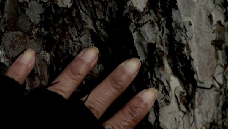 hand in fingerless glove, on tree bark